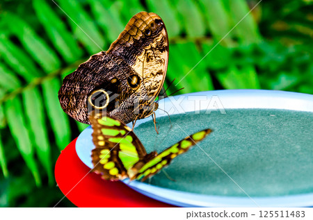 Owl butterfly, (Caligo Memnon), lepidopteron Owl butterfly, (Caligo Memnon), lepidopteron 125511483