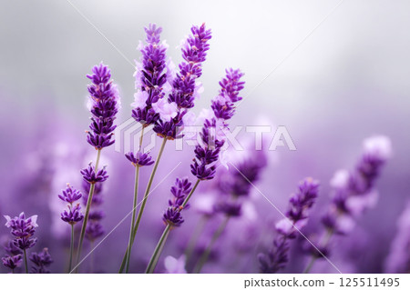 Blooming lavender flowers with delicate purple spikes on soft blurred background, known for calming nerves, improving sleep, relieving stress, and soothing headaches. 125511495