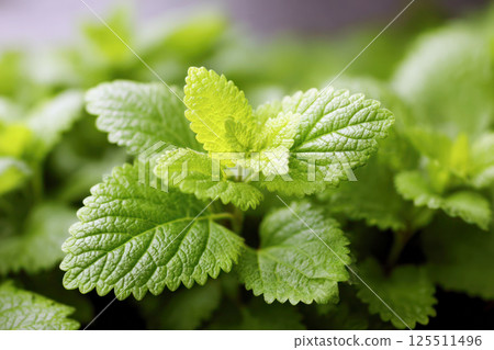 Fresh lemon balm leaves with vibrant green color on soft blurred background, known for calming the nerves, reducing anxiety, improving sleep, and supporting digestive health. Fresh lemon balm leaves with vibrant green color on soft blurred background, known for calming the nerves, reducing anxiety, improving sleep, and supporting digestive health. 125511496