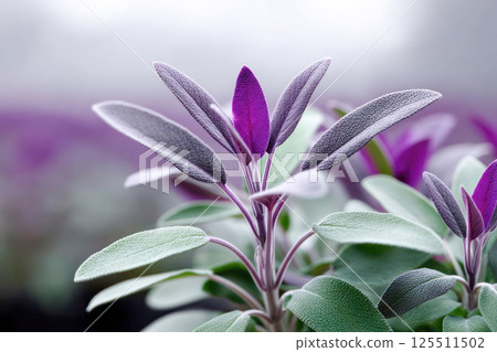 Fresh sage leaves with soft green and purple hues on blurred background, known for supporting digestion, soothing sore throats, reducing inflammation, and boosting cognitive function. 125511502