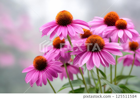 Purple echinacea flowers on soft blurred background, known for boosting immune function, fighting infections, reducing inflammation, and promoting respiratory health. Purple echinacea flowers on soft blurred background, known for boosting immune function, fighting infections, reducing inflammation, and promoting respiratory health. 125511584