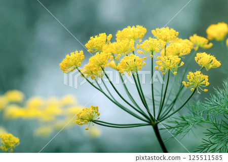 Bright yellow fennel flowers with delicate green leaves on soft blurred background, known for improving digestion, easing bloating, relieving spasms, and supporting respiratory health. Bright yellow fennel flowers with delicate green leaves on soft blurred background, known for improving digestion, easing bloating, relieving spasms, and supporting respiratory health. 125511585
