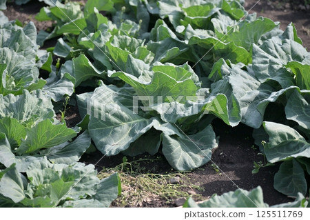 Cabbage patch: cabbage patch Cabbage patch: cabbage patch 125511769