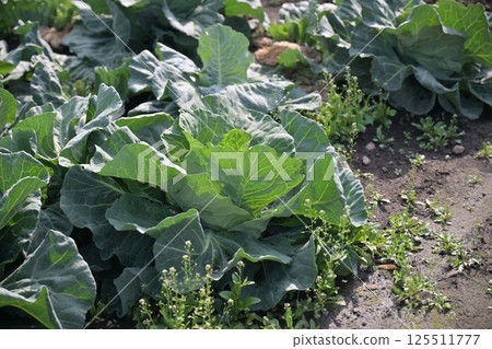 Cabbage patch: cabbage patch 125511777