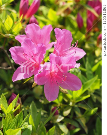 Beautiful azalea (azalea) 125511863