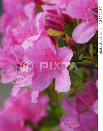 Beautiful azalea (azalea) Beautiful azalea (azalea) 125511864