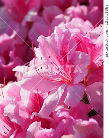 美麗的杜鵑花（杜鵑花） 125511868