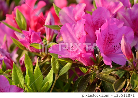 Beautiful azalea (azalea) Beautiful azalea (azalea) 125511871