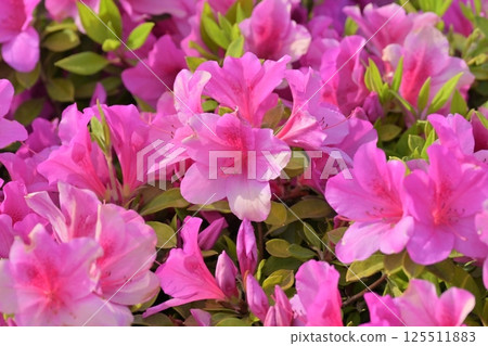 美麗的杜鵑花(杜鵑花) 美麗的杜鵑花(杜鵑花) 125511883