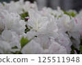  白花 125511948