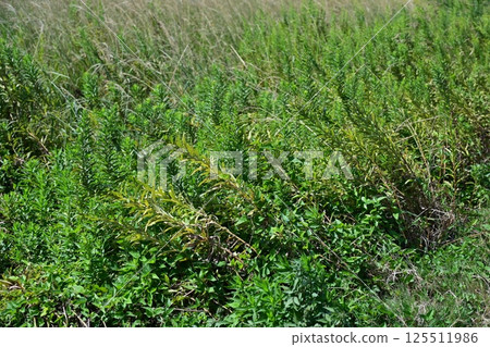 Vacant land, wasteland, weeds, land, vacant lot 125511986