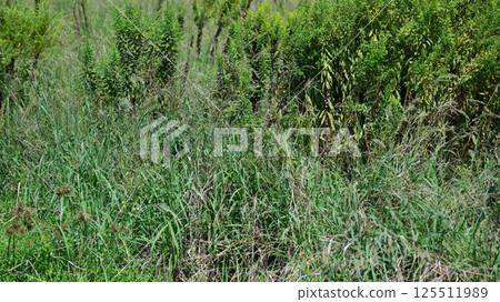 Vacant land, wasteland, weeds, land, vacant lot Vacant land, wasteland, weeds, land, vacant lot 125511989