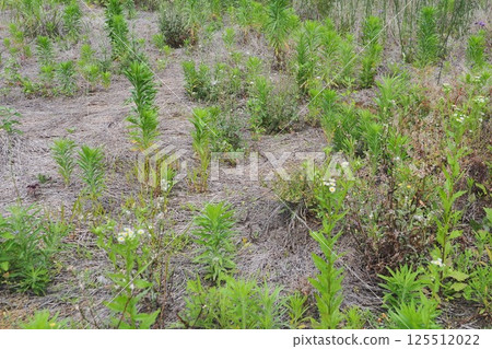 Vacant land, wasteland, weeds, land, vacant lot Vacant land, wasteland, weeds, land, vacant lot 125512022