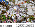 Blossoming apple tree branches in spring sunshine create a vibrant garden atmosphere 125512053