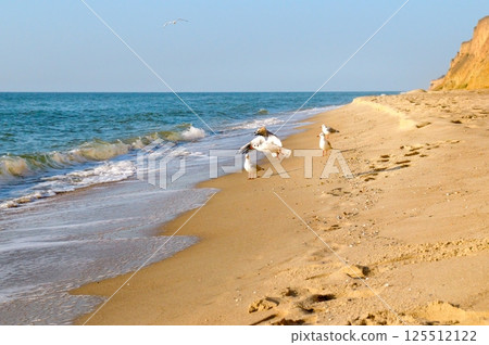 Seagull on the colorfull beach 125512122