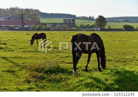 A beautiful horse is grazing on a green meadow on a sunny day. Concept for animals and nature. 125512245