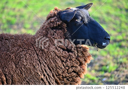 Sheep grazing in the field. Concept for animals and agriculture. Sheep grazing in the field. Concept for animals and agriculture. 125512248