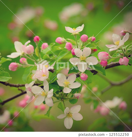 Spring background with blossoming fruit tree. Beautiful blooming apple tree in spring time. 125512250