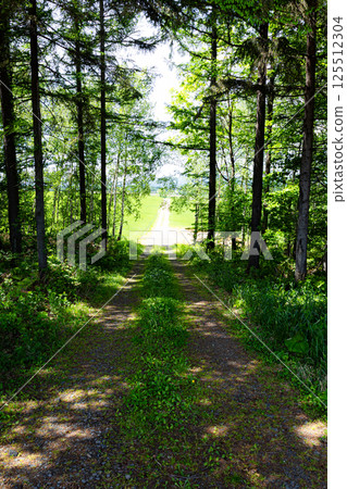 Image of a bright place beyond the forest Image of a bright place beyond the forest 125512304