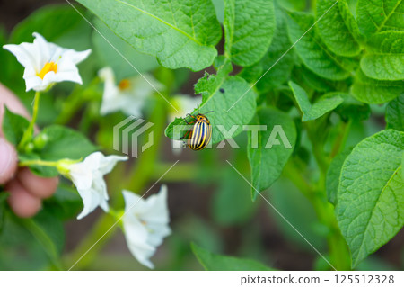 Colorado potato beetle eating potato leaves in garden Colorado potato beetle eating potato leaves in garden 125512328
