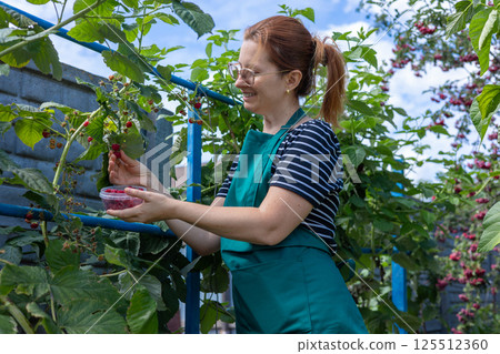 Woman picking raspberries in garden during summer harvest 125512360