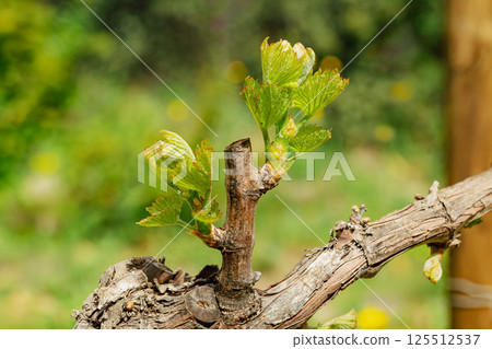 Young shoots on the branches of the vine in spring. Agriculture. 125512537