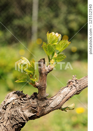 Young shoots on the branches of the vine in spring. Agriculture. 125512540
