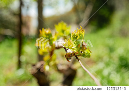 Drops of sap on vine branches in spring. Agriculture. 125512543