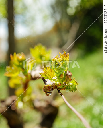 Drops of sap on vine branches in spring. Agriculture. 125512545