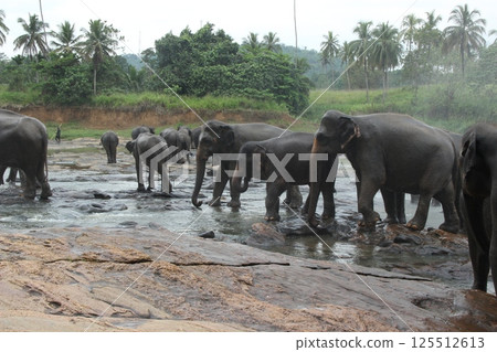 Elephants Enjoying a Refreshing Bath in Nature in Sri Lanka 125512613