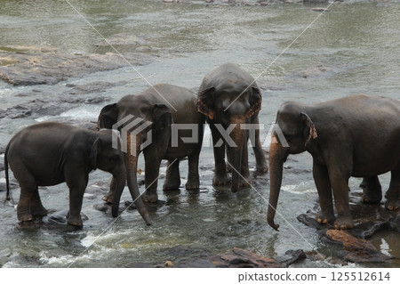 Elephants Enjoying a Refreshing Bath in Nature in Sri Lanka 125512614