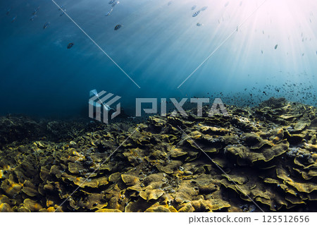 Coral reef and woman free diver with underwater sun rays in tropical sea 125512656