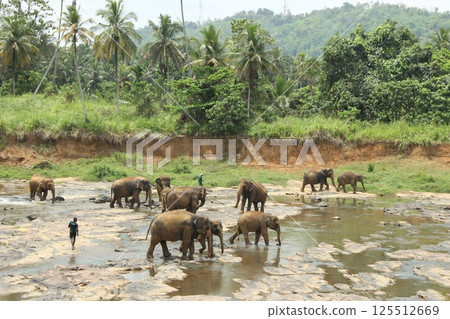 Elephants Enjoying a Refreshing Bath in Nature in Sri Lanka Elephants Enjoying a Refreshing Bath in Nature in Sri Lanka 125512669