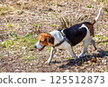 Beagle exploring a sunlit field of greenery during a pleasant afternoon stroll in early spring 125512873