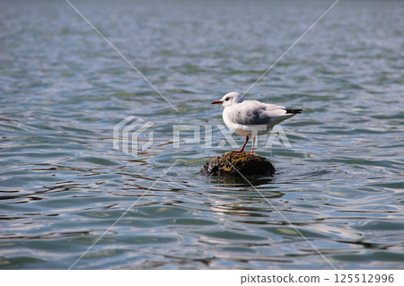 Seagull Perched on Rock in Rippling Water 125512996