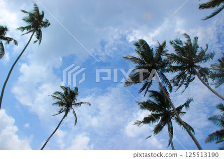 Tropical Palm Trees Against Clear Blue Sky 125513190