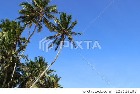 Tropical Palm Trees Against Clear Blue Sky 125513193