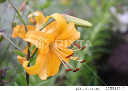 yellow lily flower, beautiful flower for designers. Changed color scheme. Colorful background. 125513241