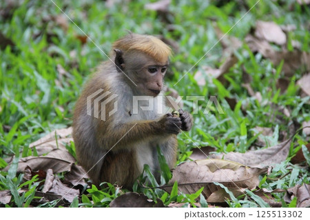 Curious Monkey Nibbling in Lush Greenery 125513302