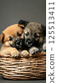 puppies in the basket 125513411