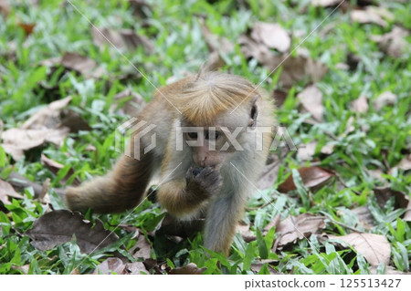 Curious Monkey Nibbling in Lush Greenery 125513427