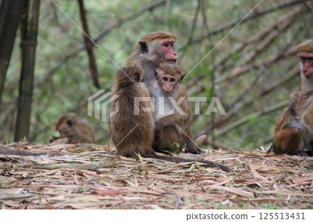 Family of Monkeys Resting in Natural Habitat 125513431