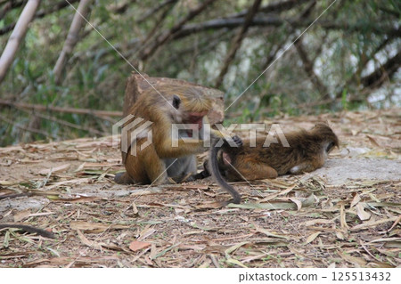 Monkeys Grooming in Natural Habitat Interaction 125513432