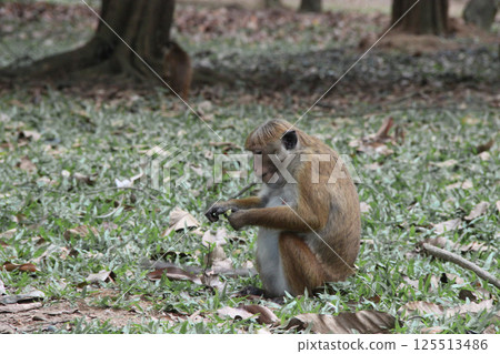 Monkey Eating in Forest Habitat 125513486