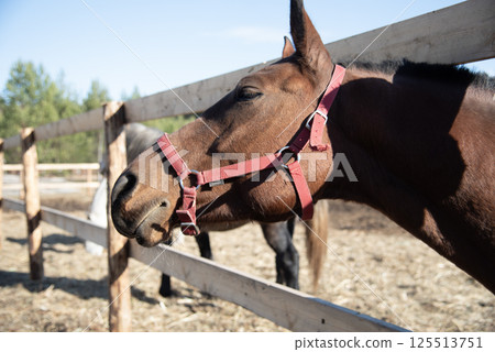 Horse Looking Through Fence in Outdoor Stable 125513751