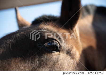 Close-up of a horses eye, brown horse portrait Close-up of a horses eye, brown horse portrait 125513752
