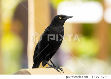 Noisy Great-tailed grackle perched on a lounge bed in the resort. Noisy Great-tailed grackle perched on a lounge bed in the resort. 125513780