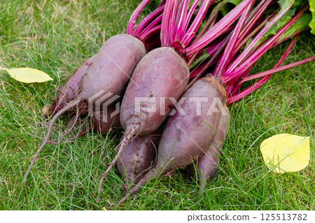 Bunch of beetroots are harvested lying on the green autumn lawn. 125513782