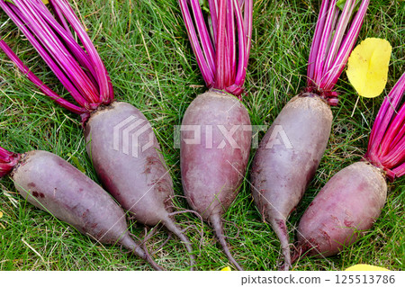 Bunch of beetroots are harvested lying on the green autumn lawn. 125513786