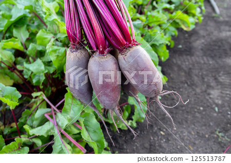Long Cylindra beets above the row with growing vegetables in the garden.. 125513787